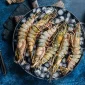 De ce sa alegi crevetii salbatici Shrimpmania.ro_ 85x85
