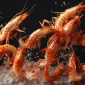 Povestea Crevetilor Salbatici O Calatorie Milenara prin Oceanele Lumii Shrimpmania.ro_ 85x85